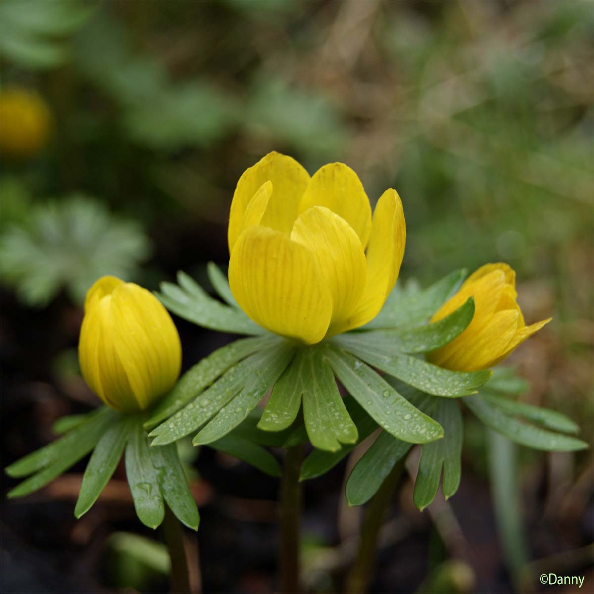 Éranthe d'hiver - Eranthis hyemalis