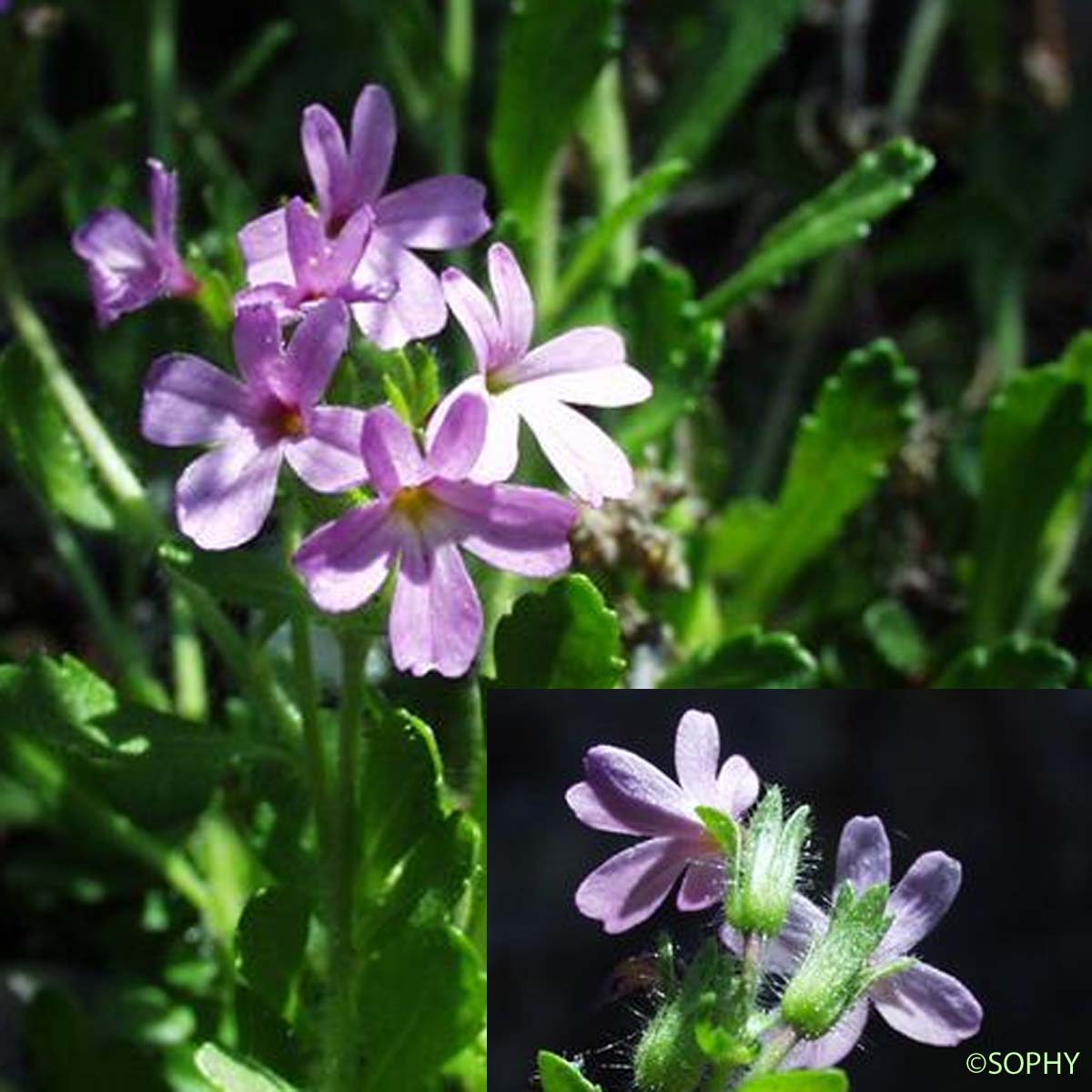 Érine des Alpes - Erinus alpinus