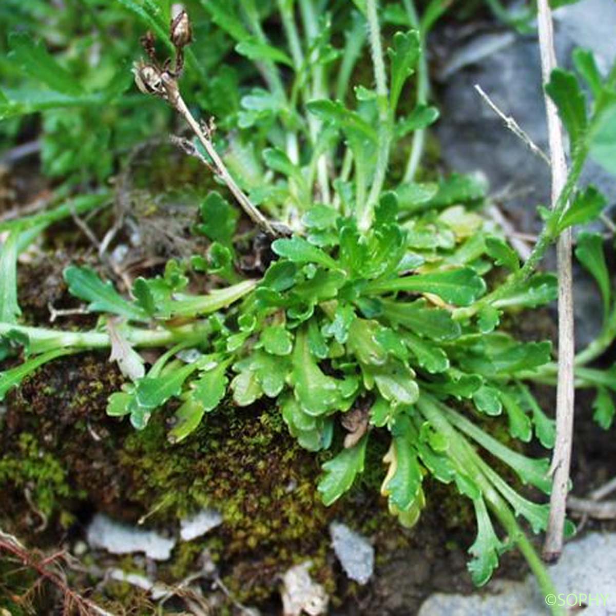 Érine des Alpes - Erinus alpinus