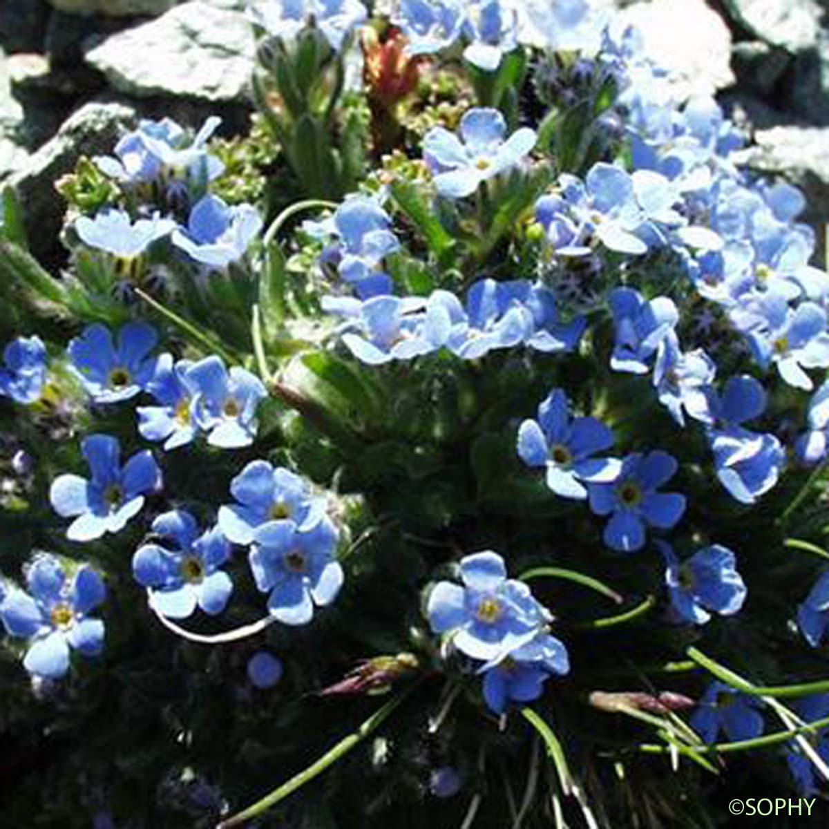 Éritriche nain - Eritrichium nanum subsp. nanum