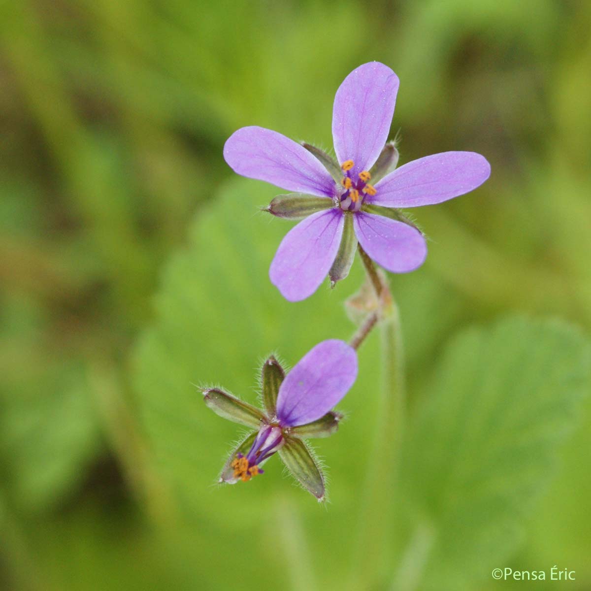 Erodium à feuilles de mauve - Erodium malacoides