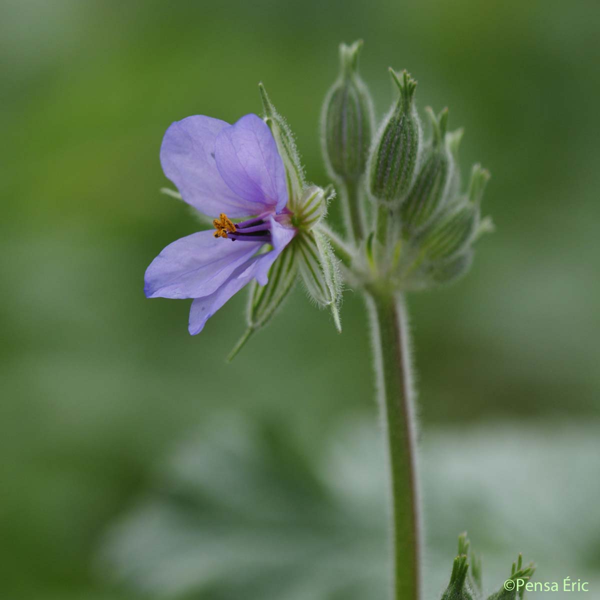 Érodium Bec-de-cigogne - Erodium ciconium