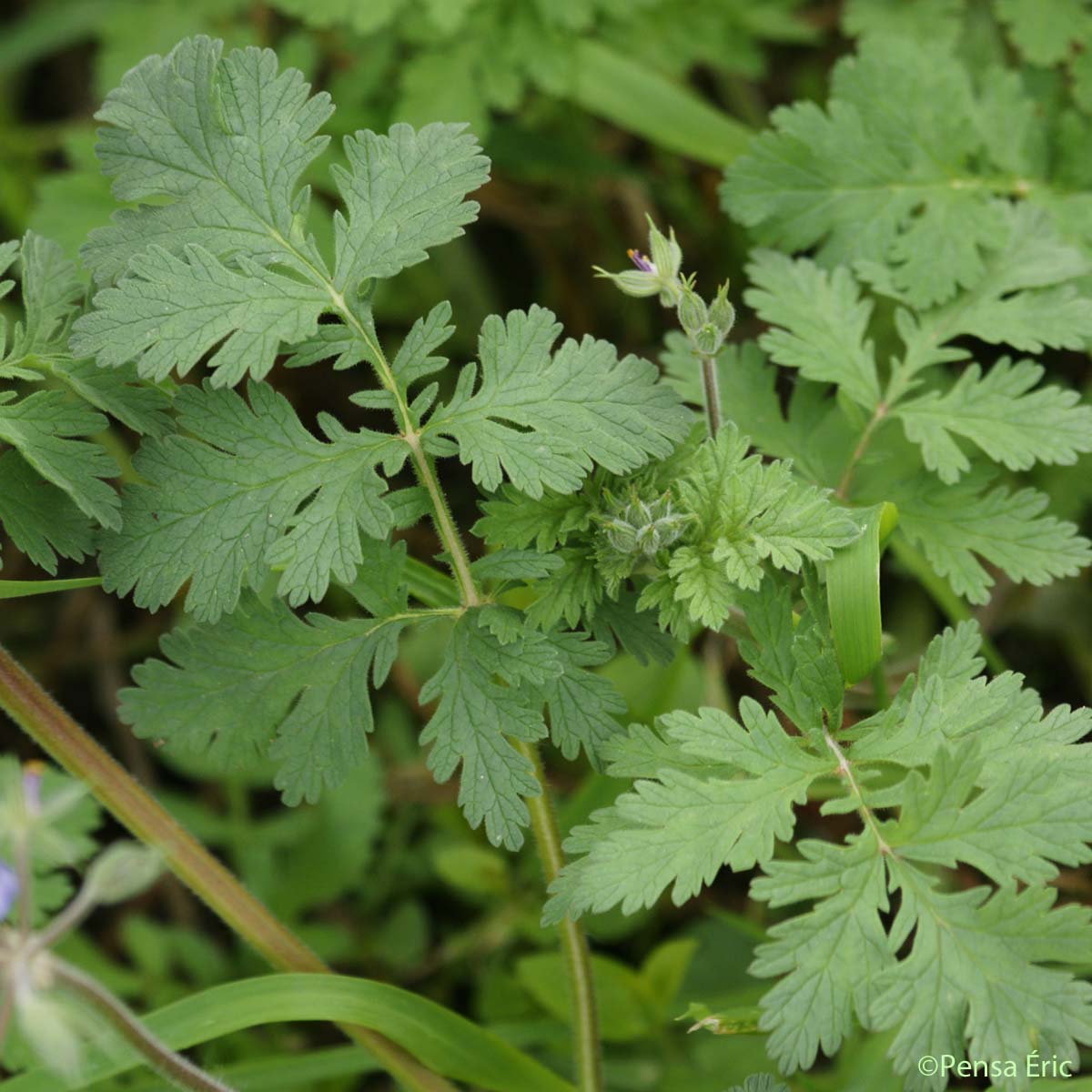 Érodium Bec-de-cigogne - Erodium ciconium