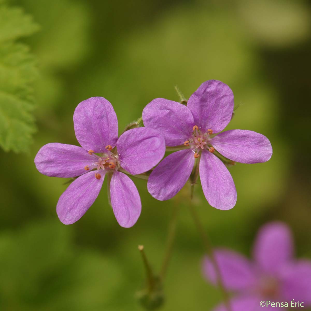 Érodium de Chios - Erodium chium