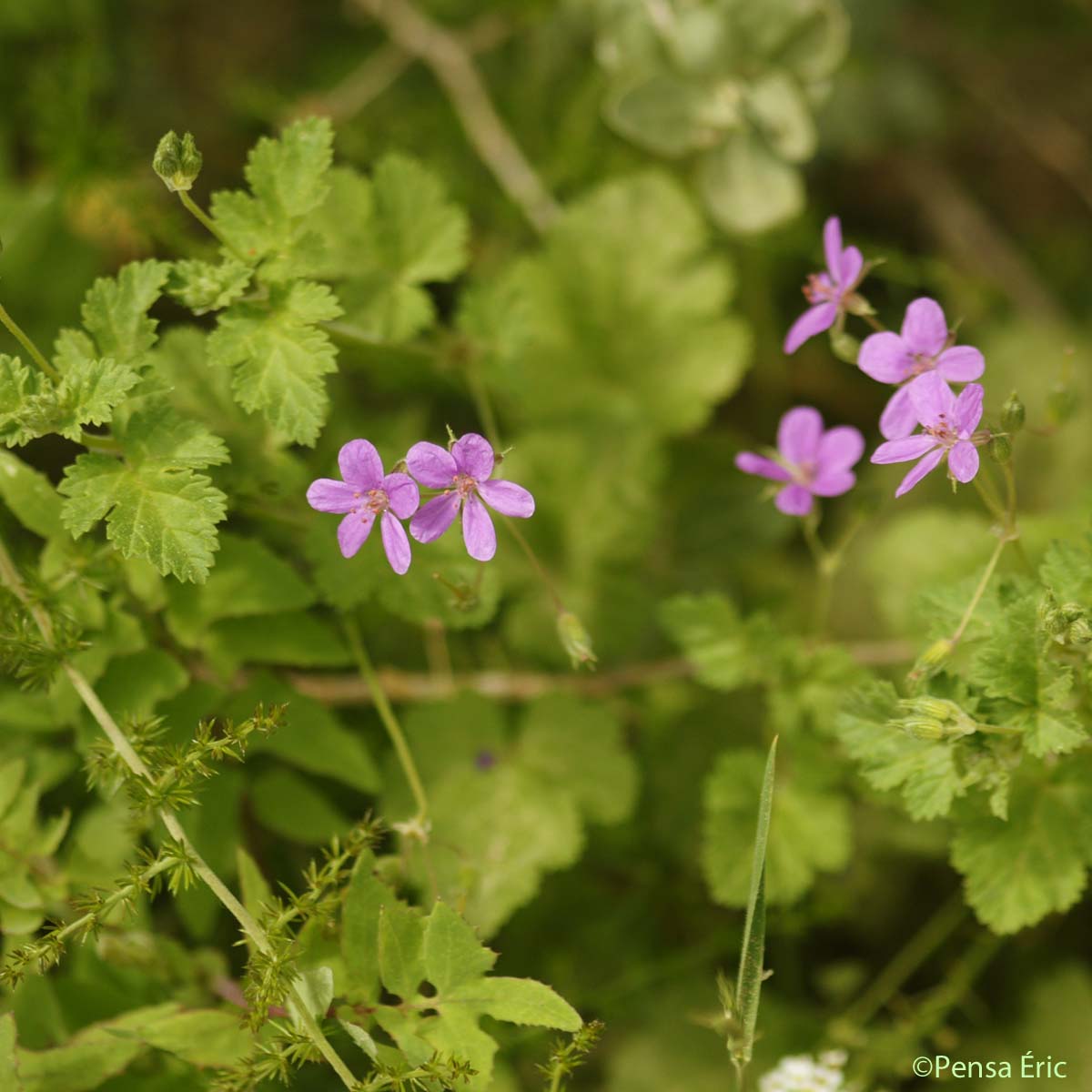 Érodium de Chios - Erodium chium