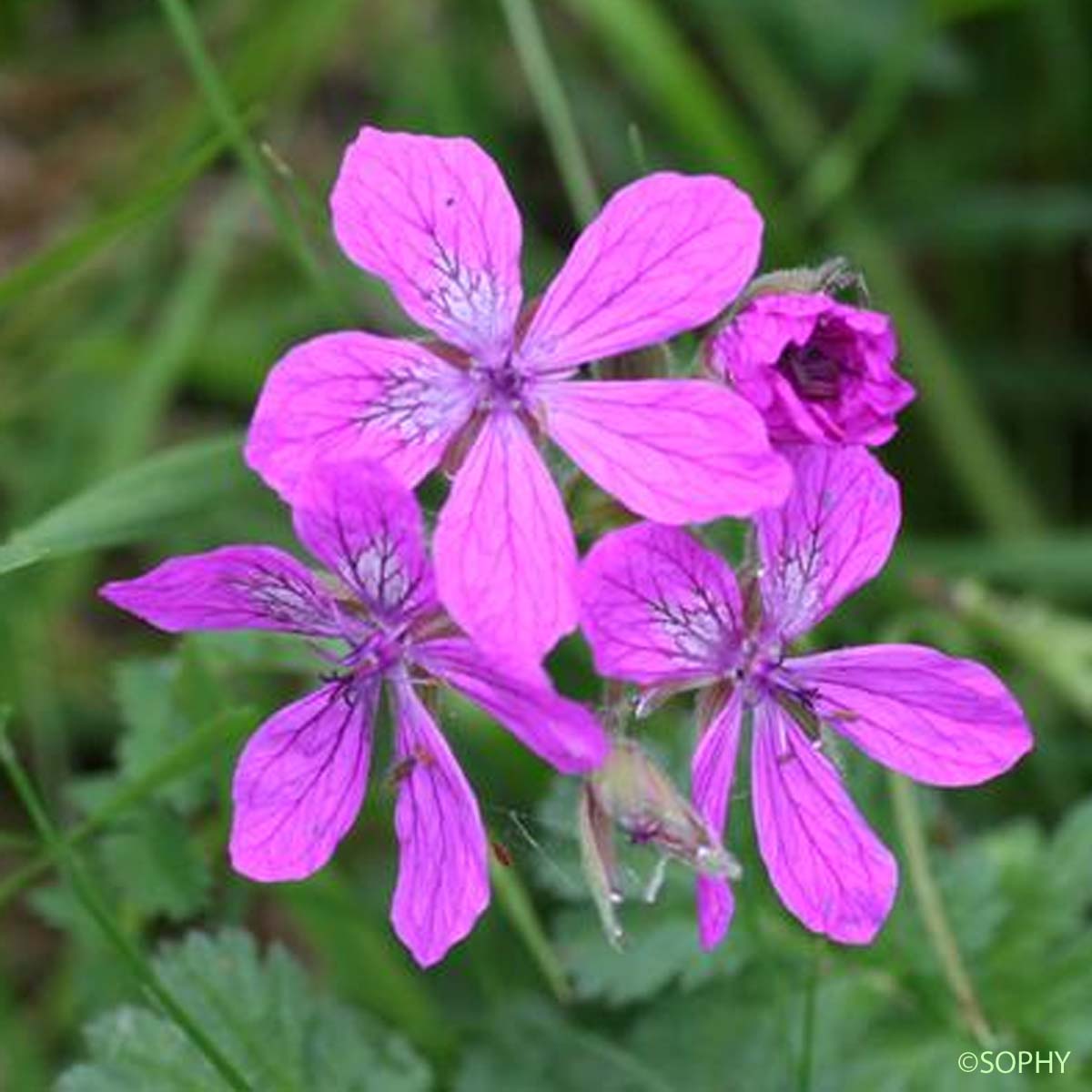 Érodium de Manescaut - Erodium manescavi