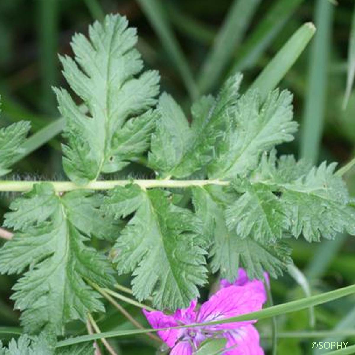 Érodium de Manescaut - Erodium manescavi