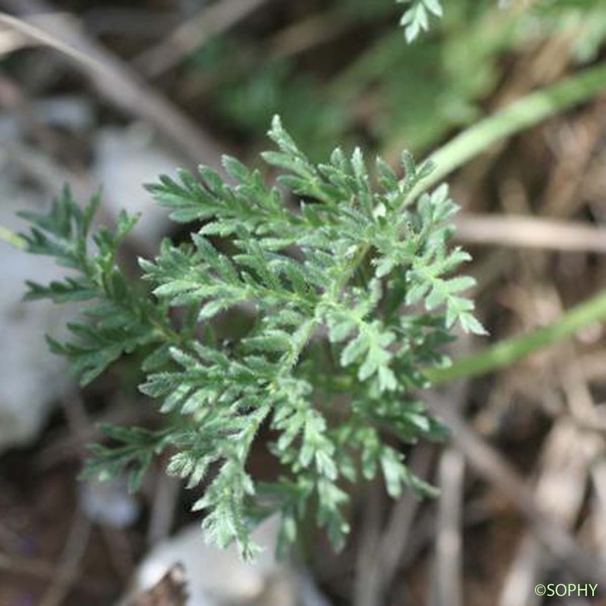 Érodium fétide - Erodium foetidum