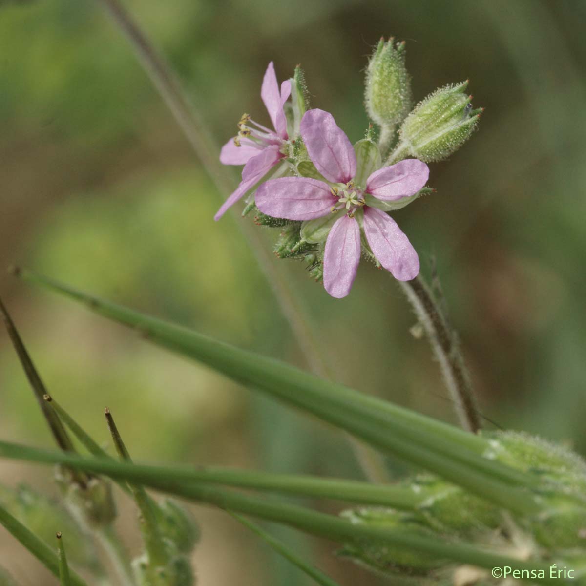 Érodium musqué - Erodium moschatum