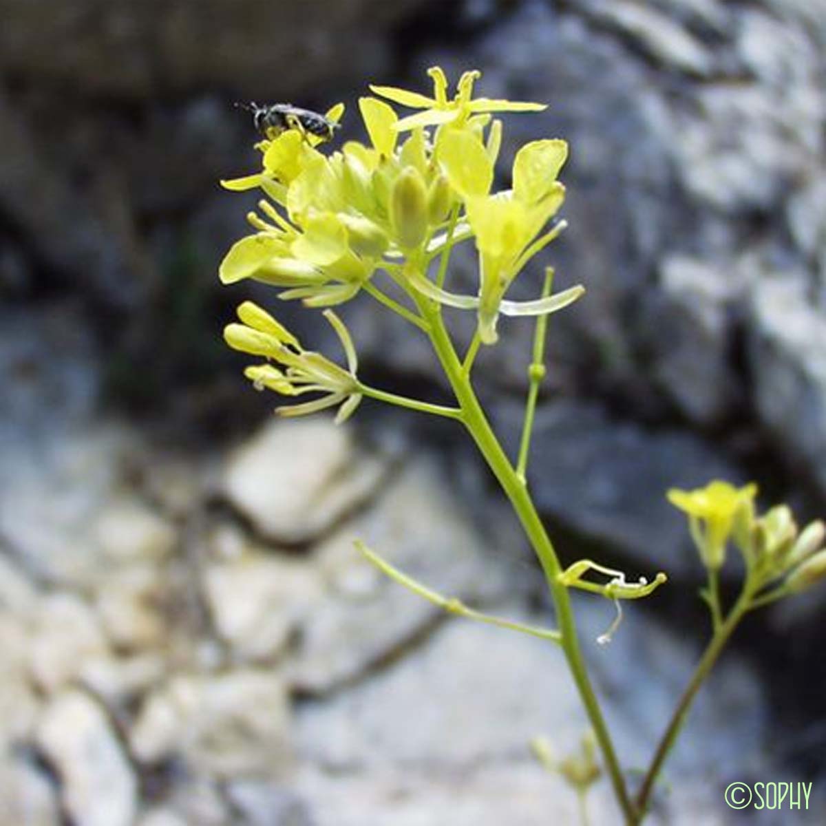 Érucastre à feuilles de Cresson - Erucastrum nasturtiifolium subsp. nasturtiifolium