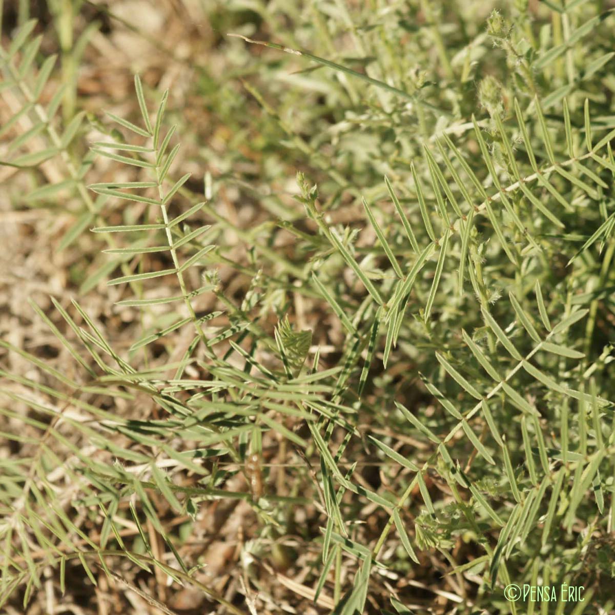 Esparcette des rochers - Onobrychis saxatilis