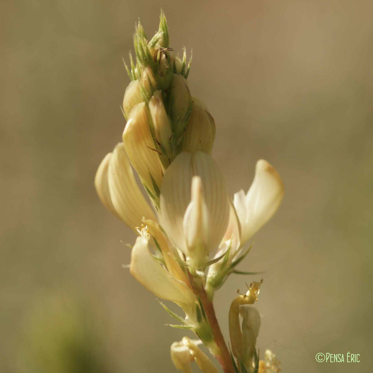 Esparcette des rochers - Onobrychis saxatilis