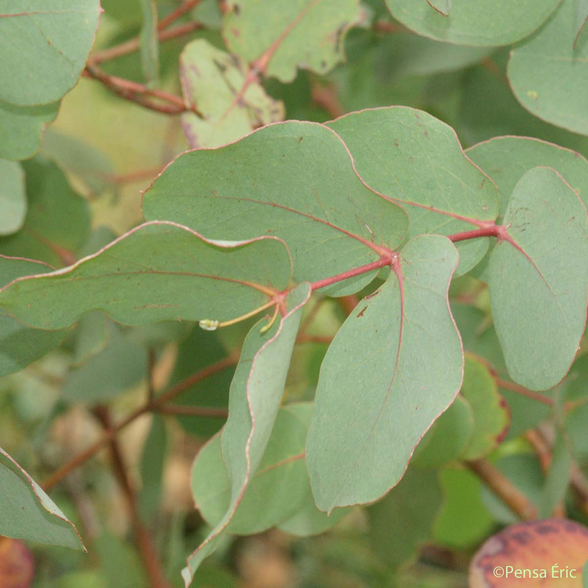 Eucalyptus - Eucalyptus camaldulensis