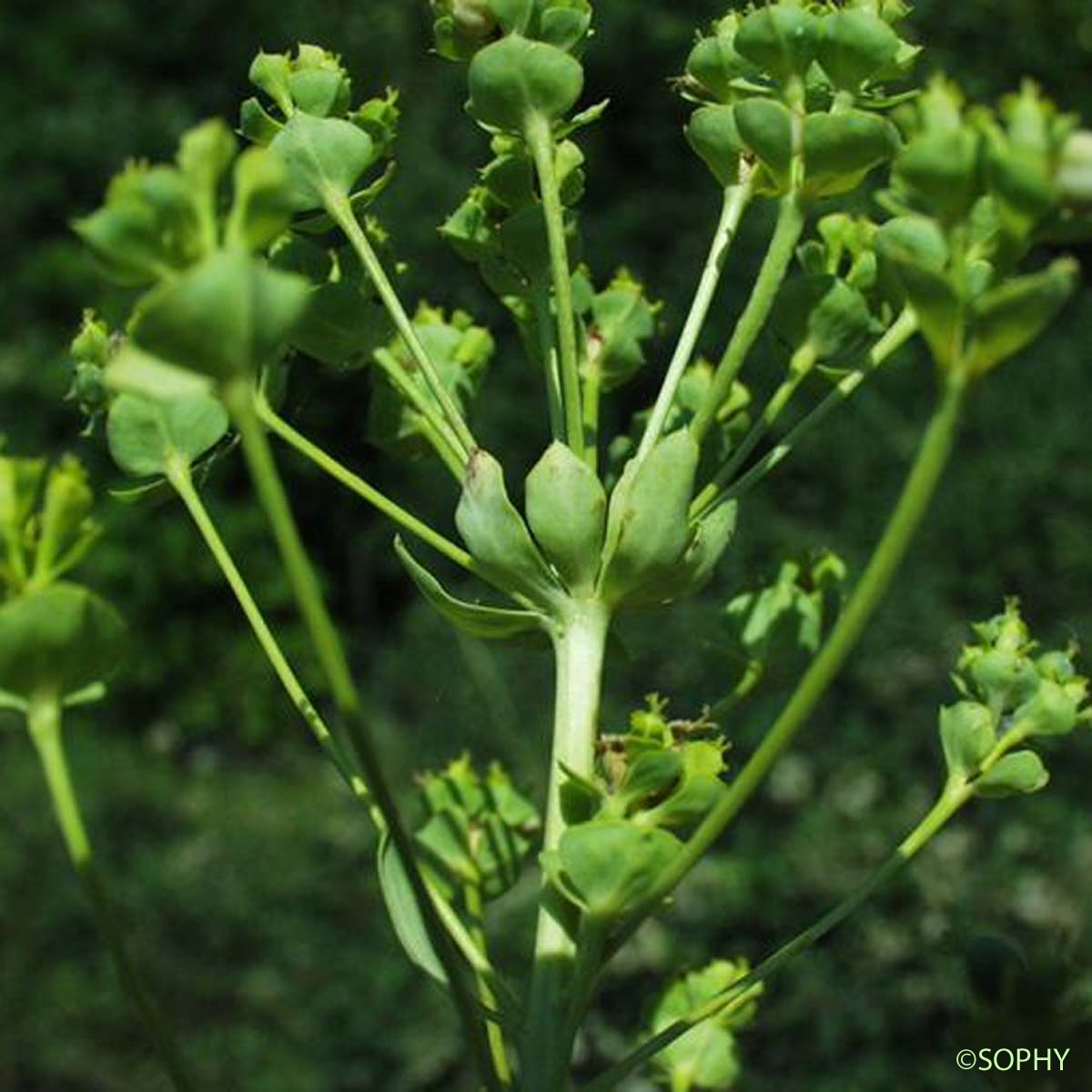 Euphorbe à double ombelle - Euphorbia biumbellata