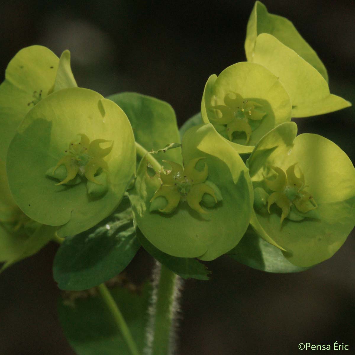 Euphorbe des bois - Euphorbia amygdaloides subsp. amygdaloides