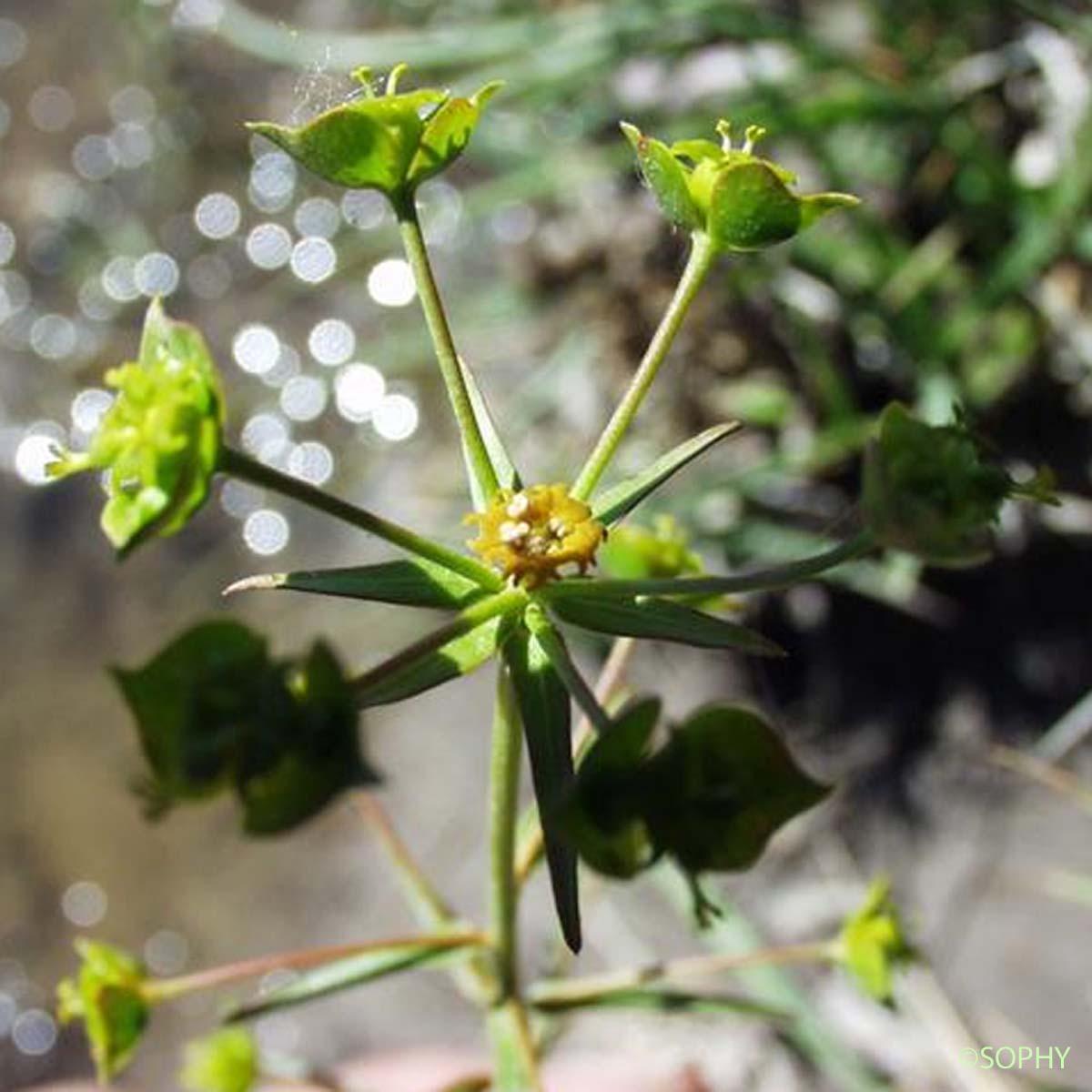 Euphorbe à feuilles de graminée - Euphorbia graminifolia