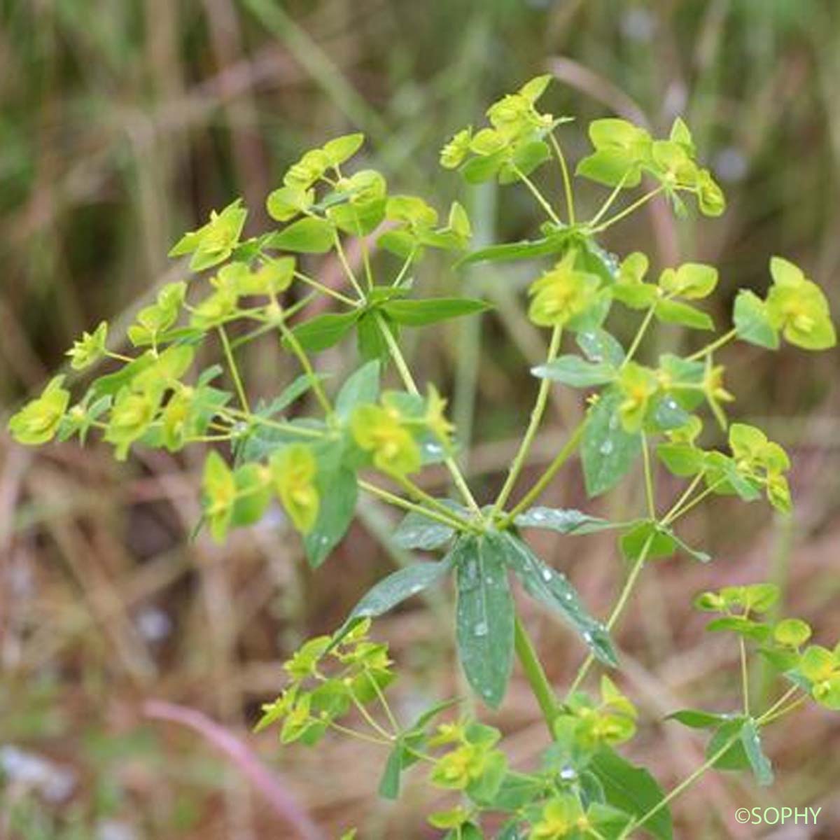 Euphorbe à feuilles larges - Euphorbia platyphyllos