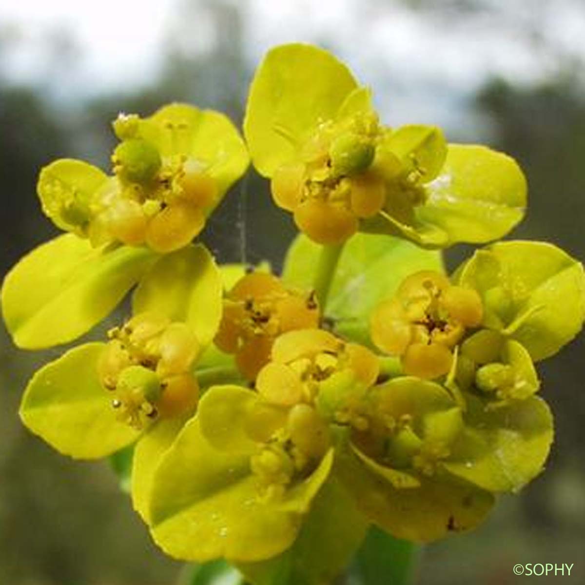 Euphorbe à têtes jaune d'or - Euphorbia flavicoma subsp. flavicoma