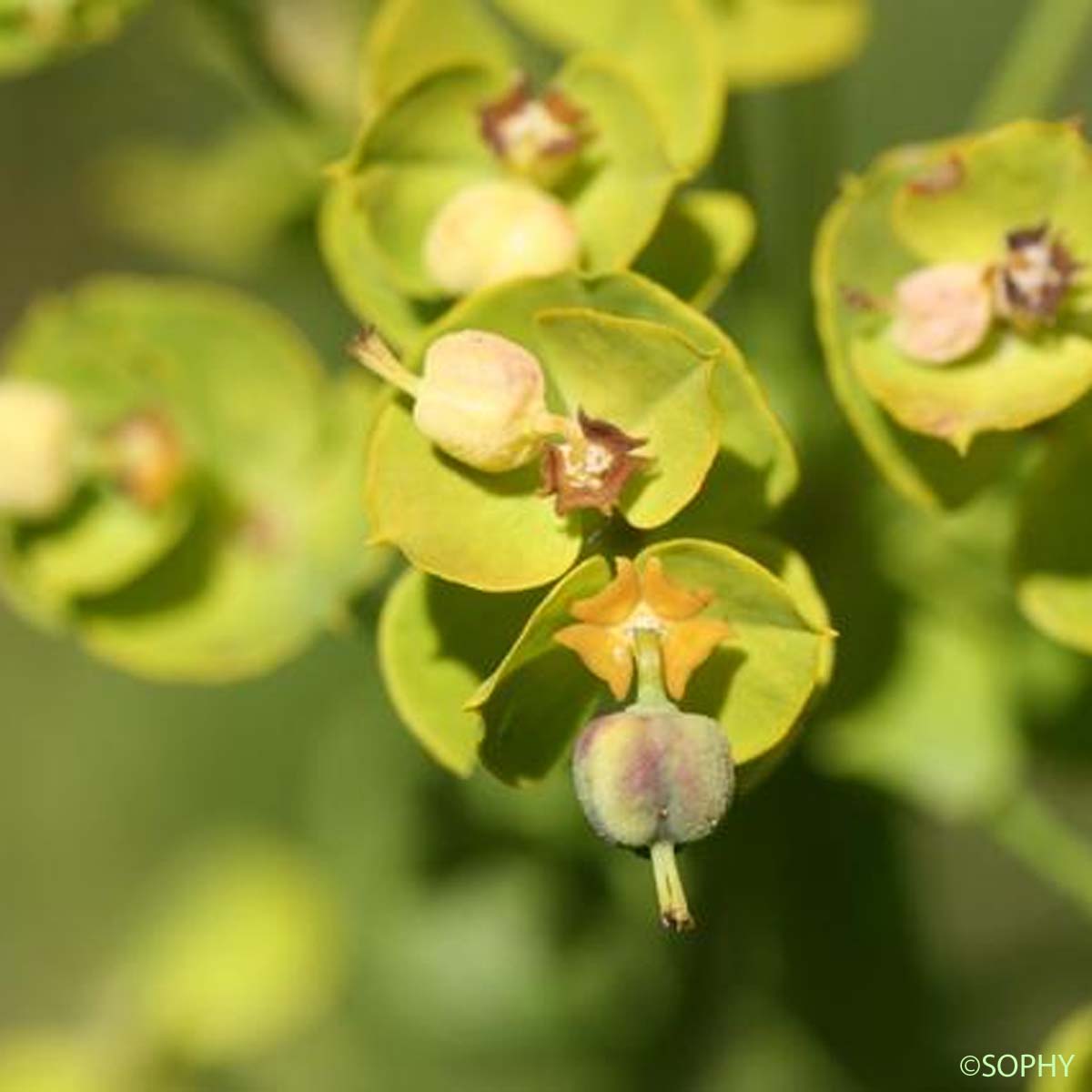 Euphorbe âcre - Euphorbia esula