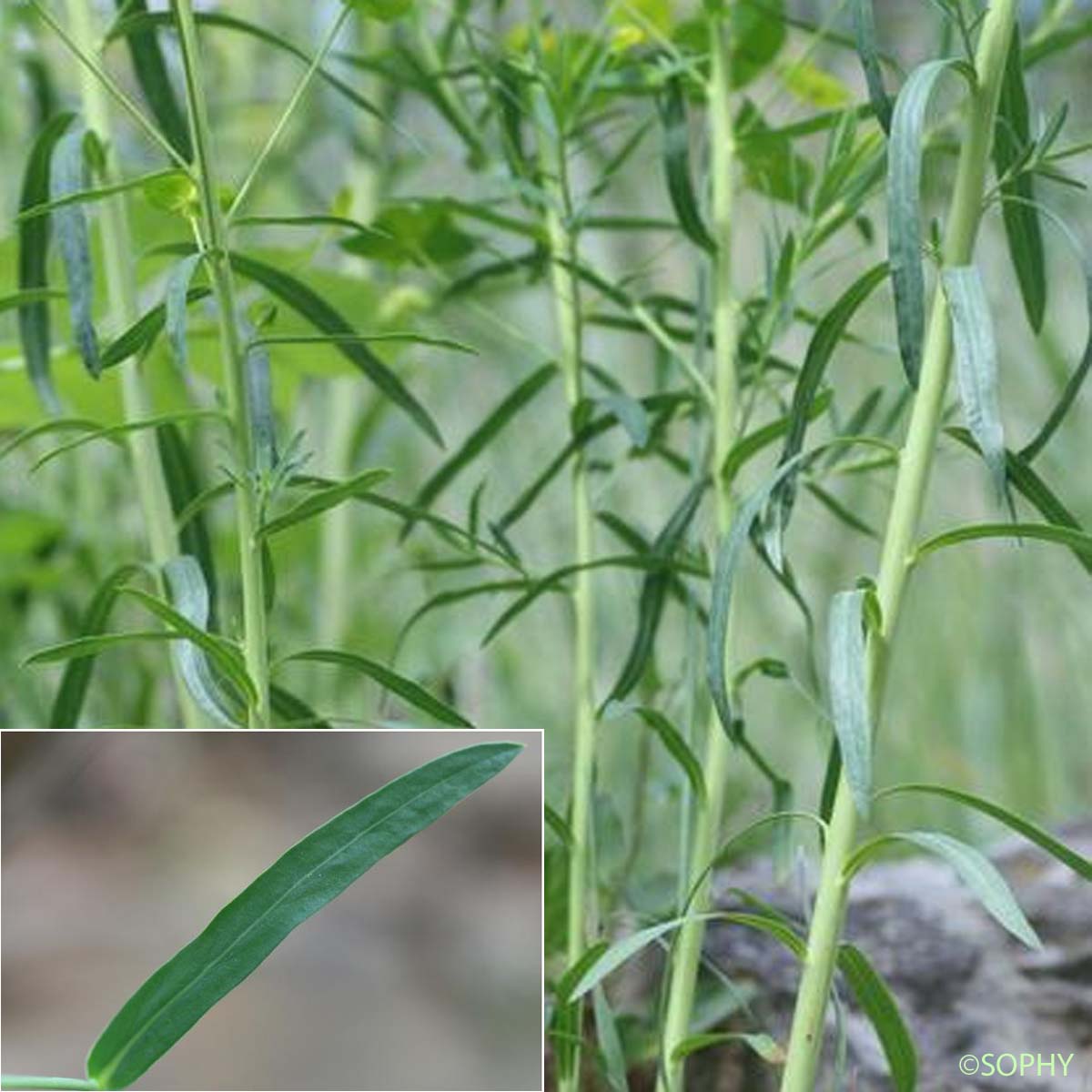 Euphorbe âcre - Euphorbia esula