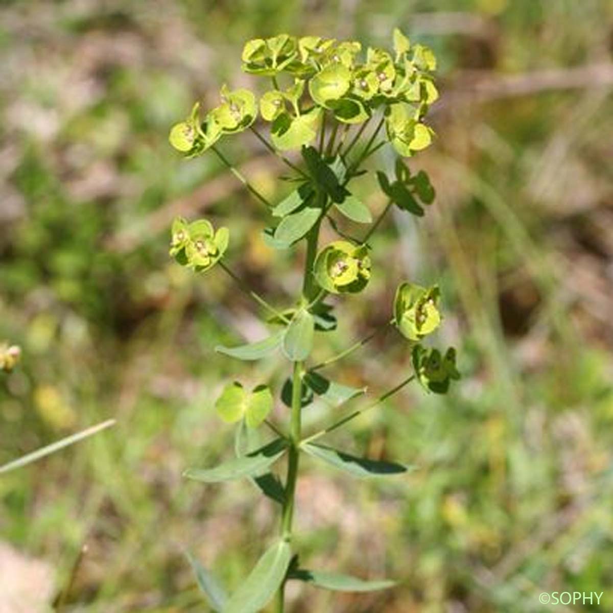 Euphorbe âcre - Euphorbia esula