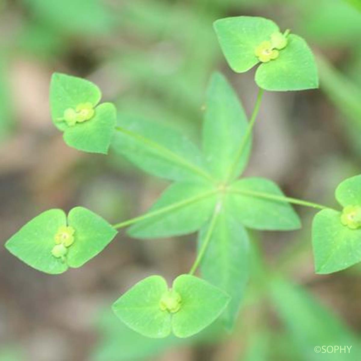 Euphorbe anguleuse - Euphorbia angulata