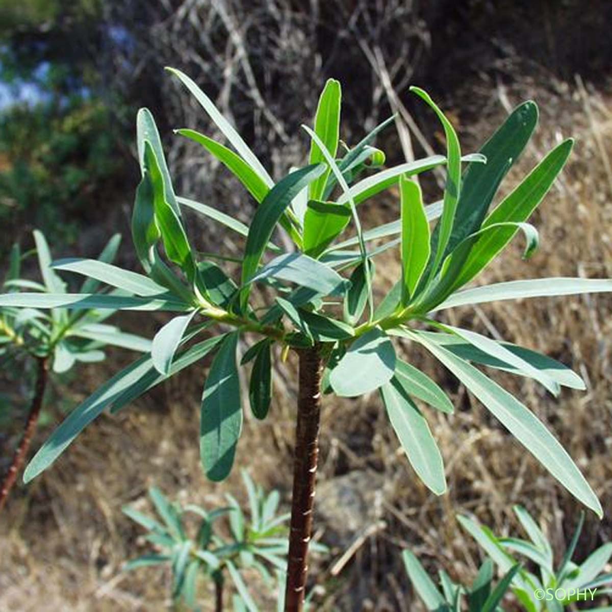 Euphorbe arborescente - Euphorbia dendroides