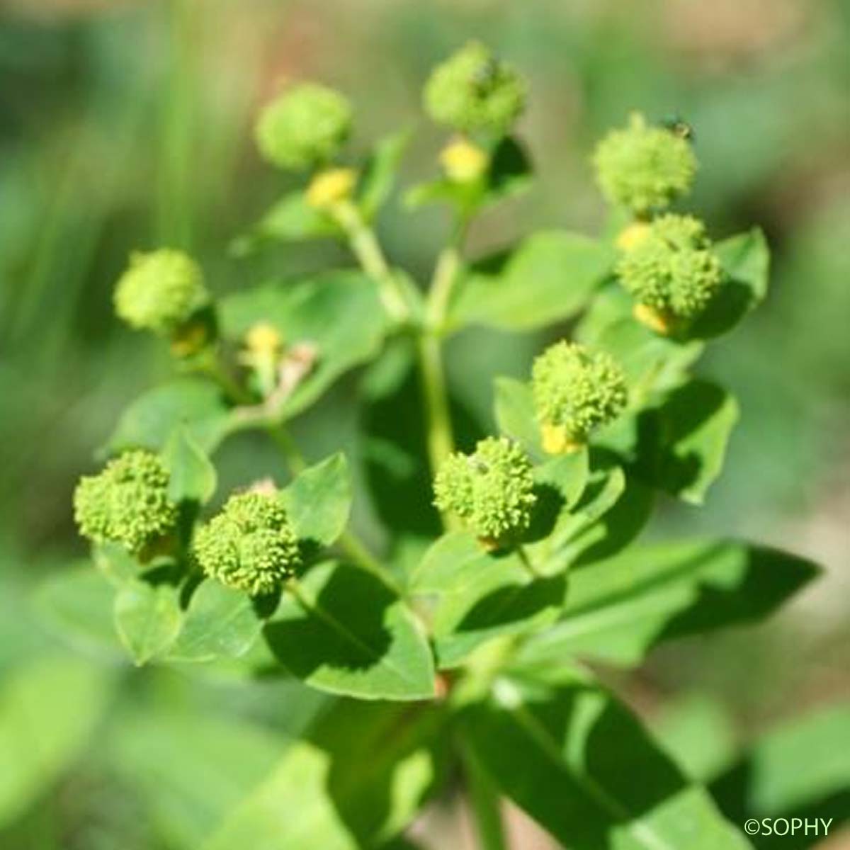 Euphorbe d'Irlande - Euphorbia hyberna