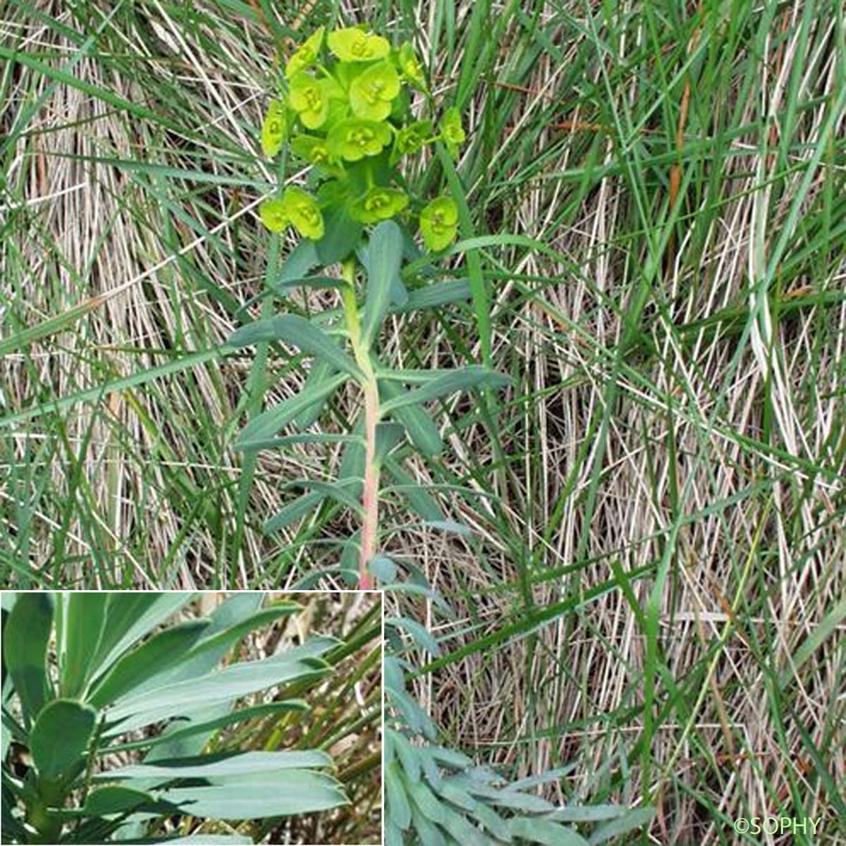 Euphorbe de Nice - Euphorbia nicaeensis