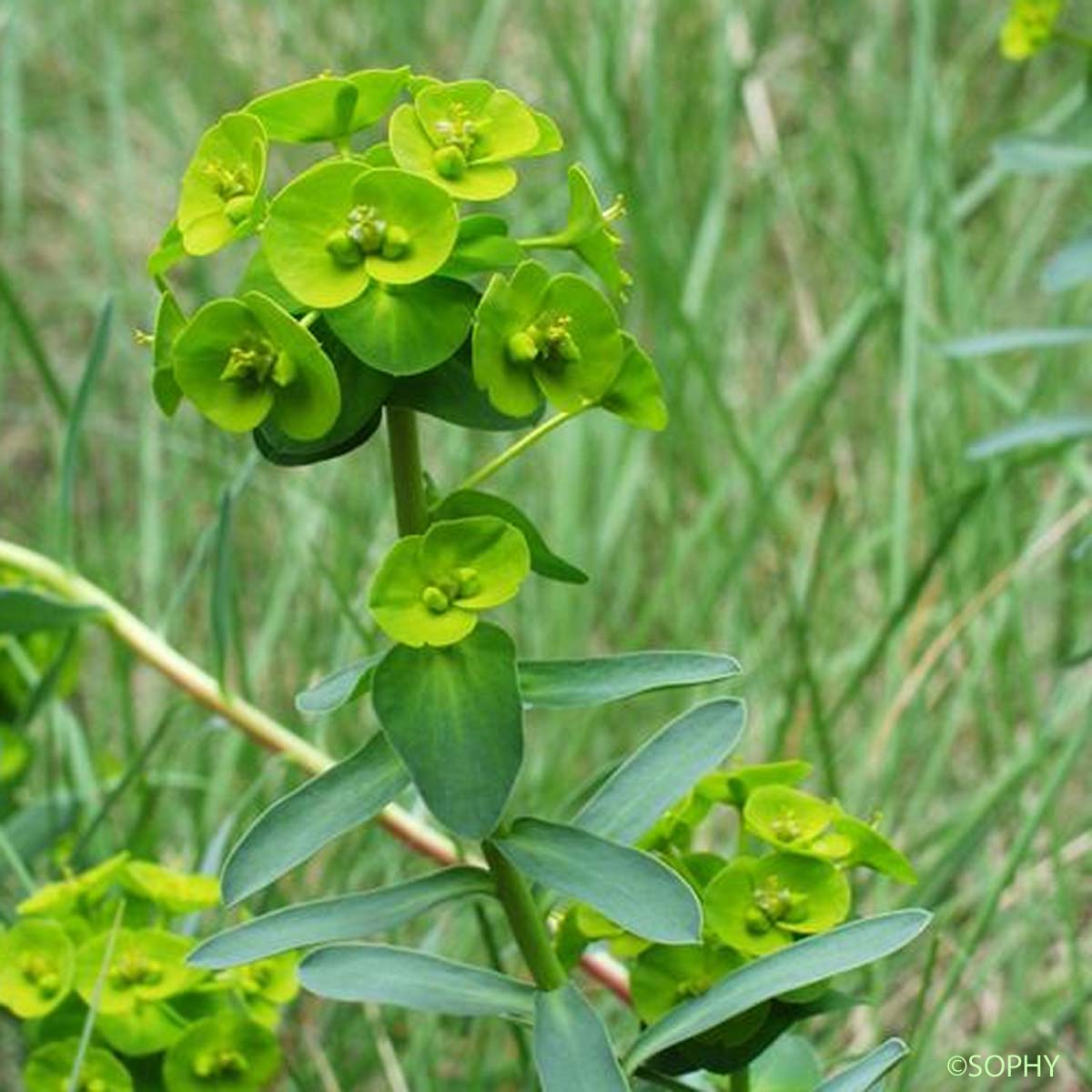 Euphorbe de Nice - Euphorbia nicaeensis