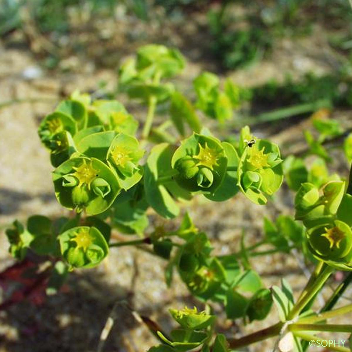 Euphorbe de Portland - Euphorbia segetalis subsp. portlandica