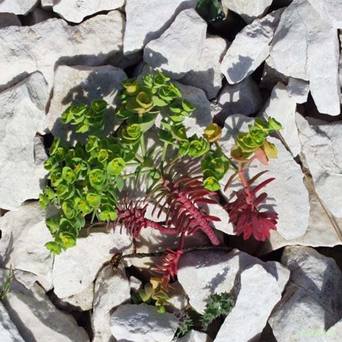 Euphorbe de Portland - Euphorbia segetalis subsp. portlandica