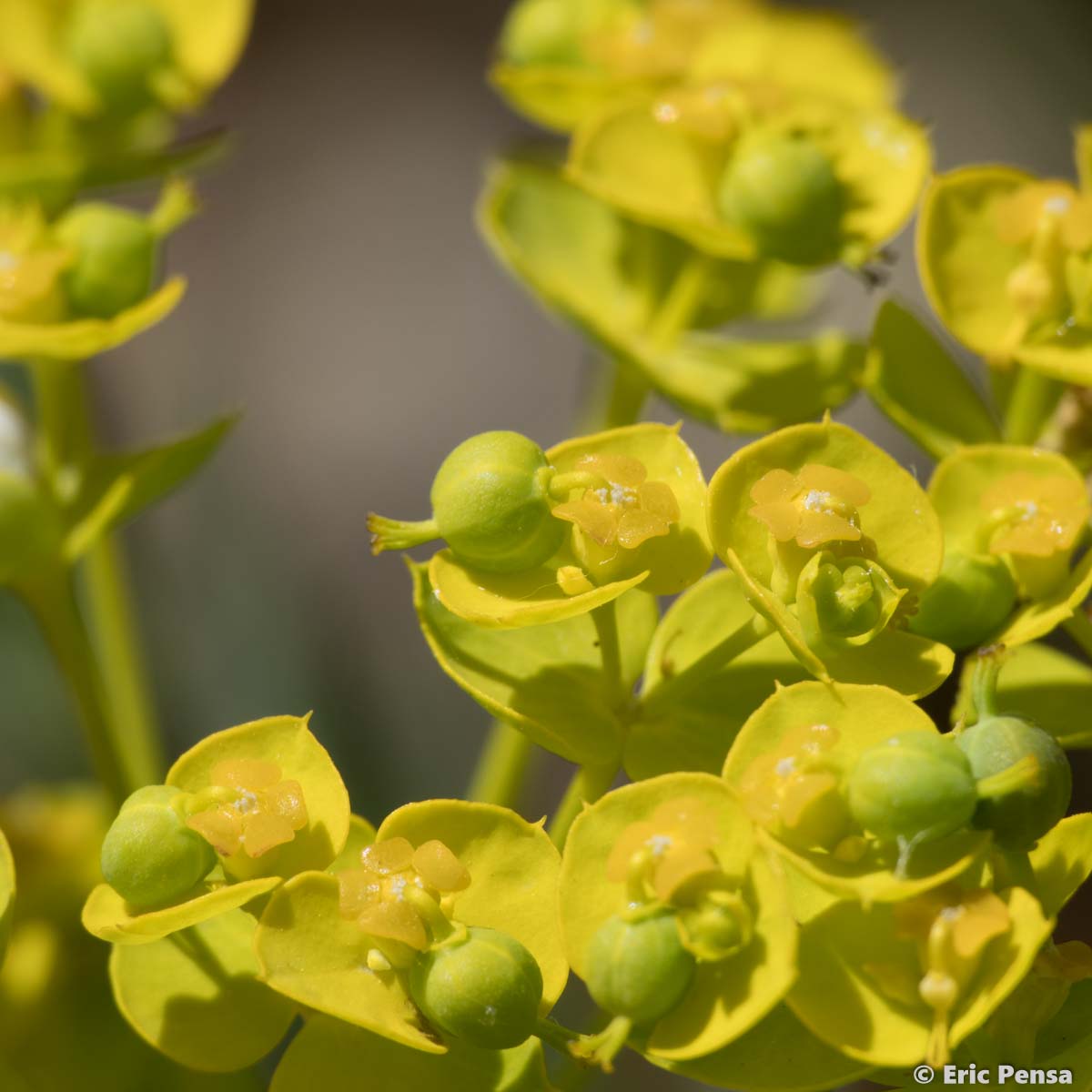 Euphorbe de Séguier - Euphorbia seguieriana subsp. seguieriana