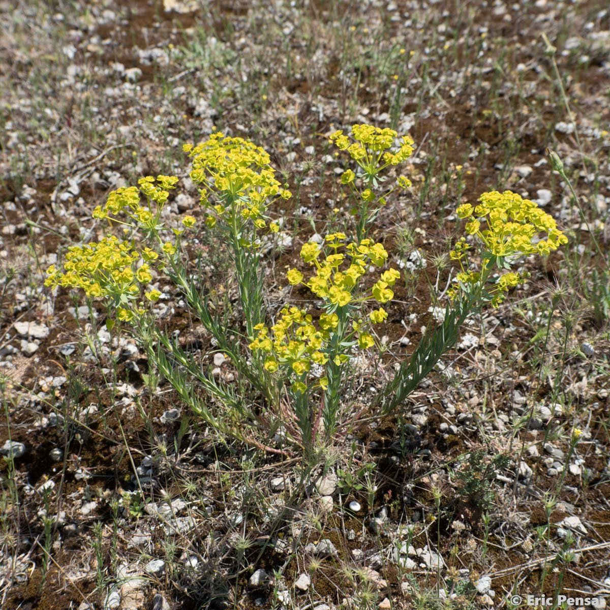 Euphorbe de Séguier - Euphorbia seguieriana subsp. seguieriana