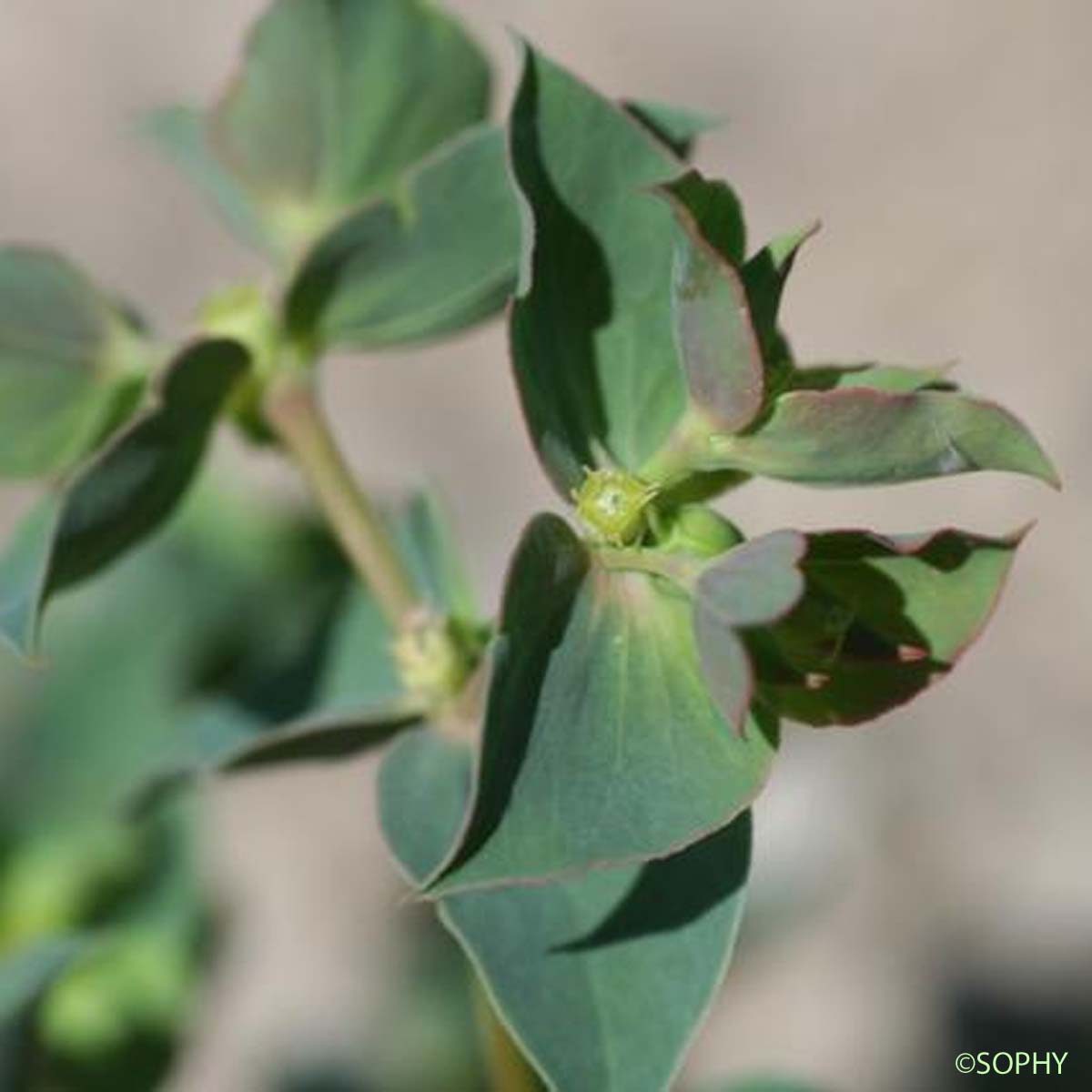 Euphorbe de Turin - Euphorbia taurinensis