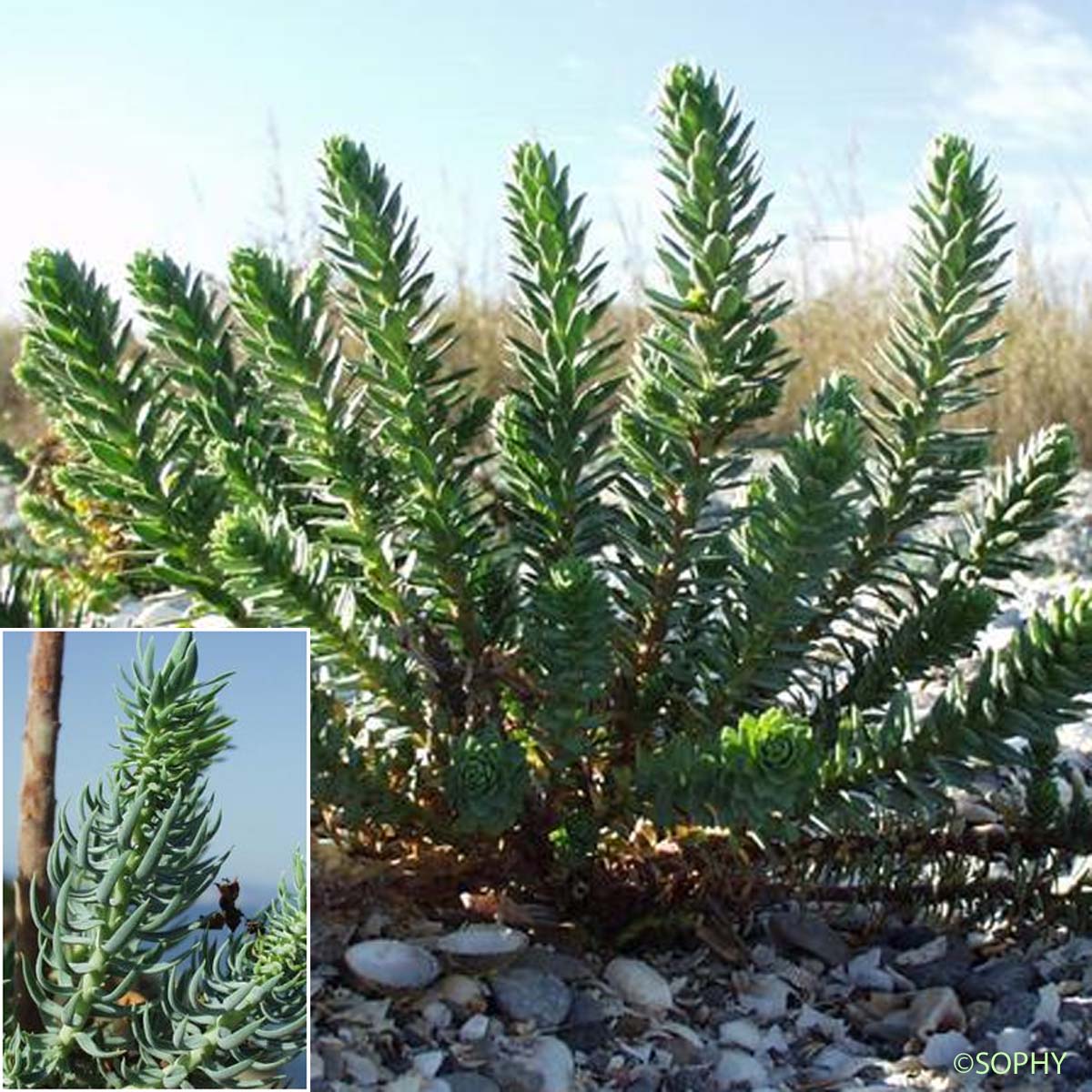 Euphorbe des Baléares - Euphorbia pithyusa