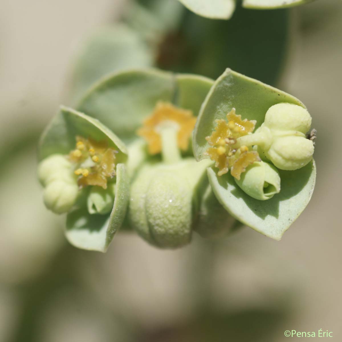 Euphorbe des dunes - Euphorbia paralias