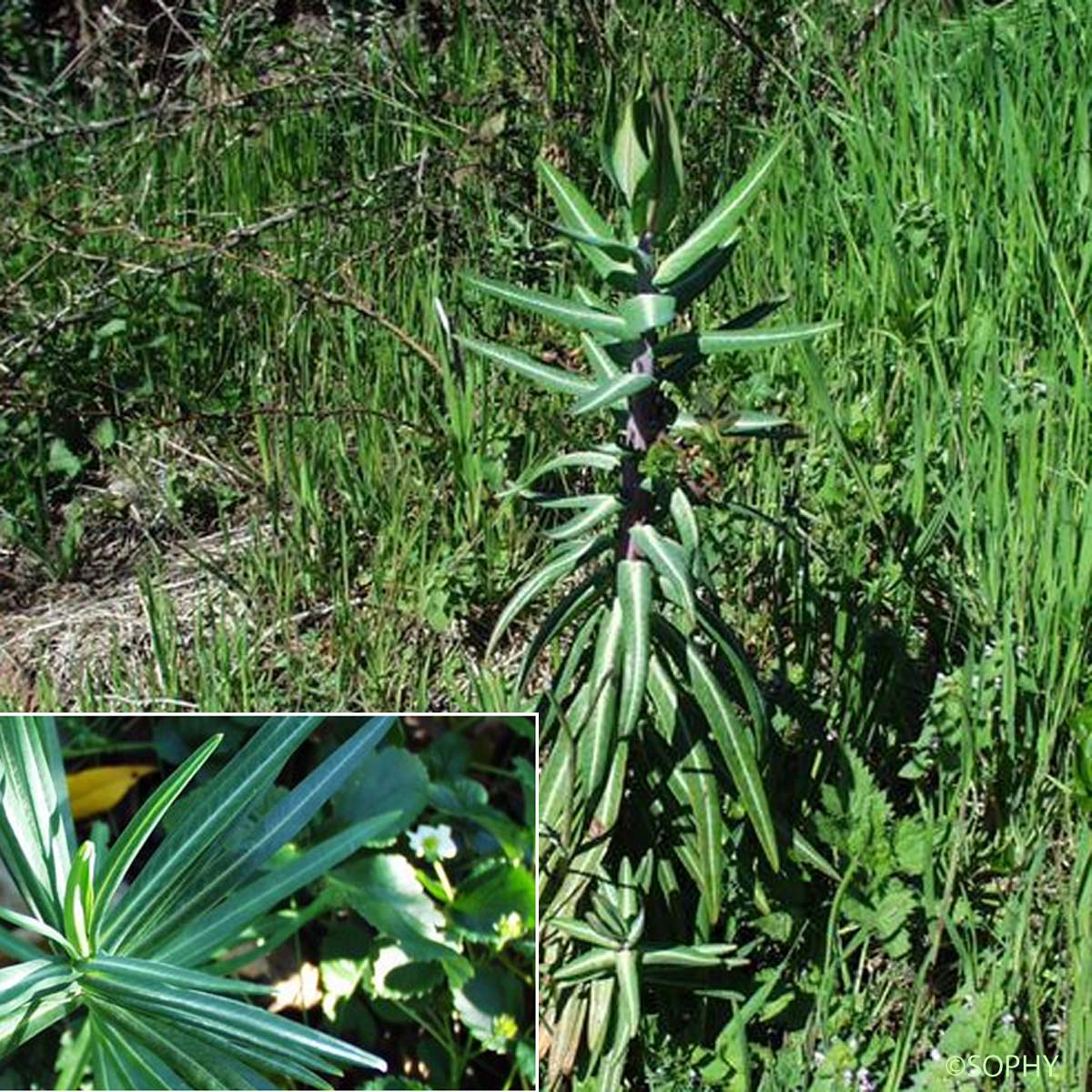 Euphorbe des jardins - Euphorbia lathyris