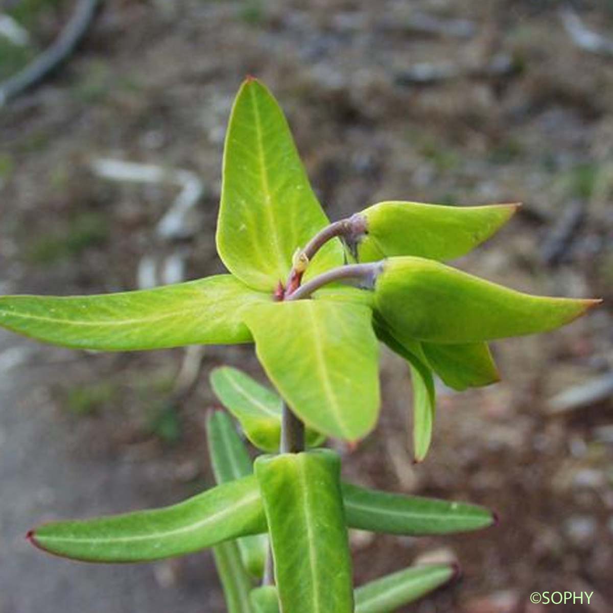 Euphorbe des jardins - Euphorbia lathyris