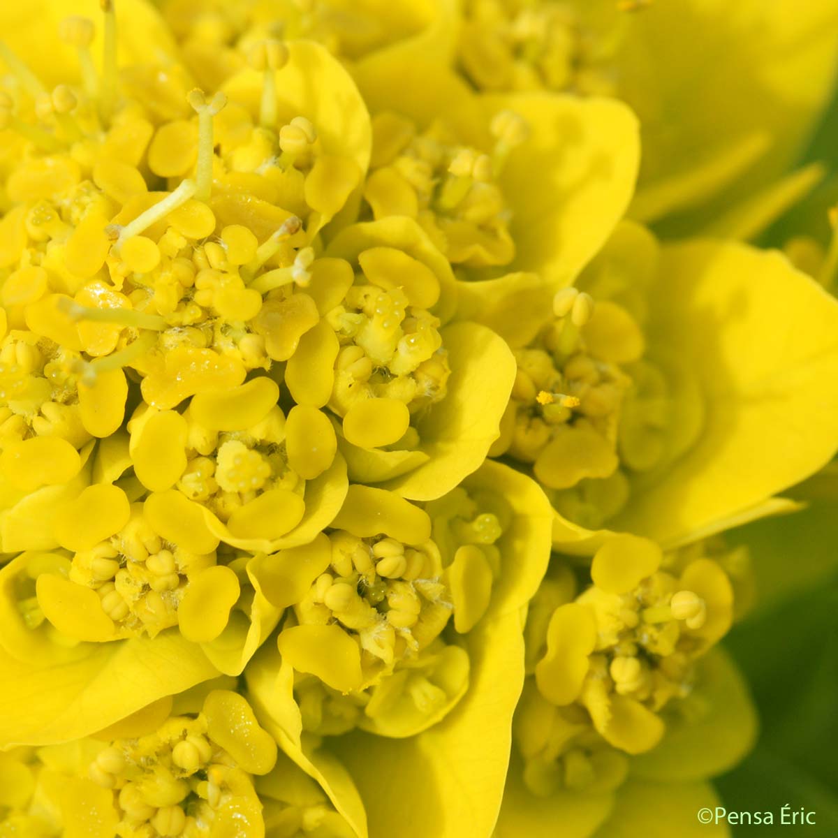 Euphorbe des marais - Euphorbia palustris