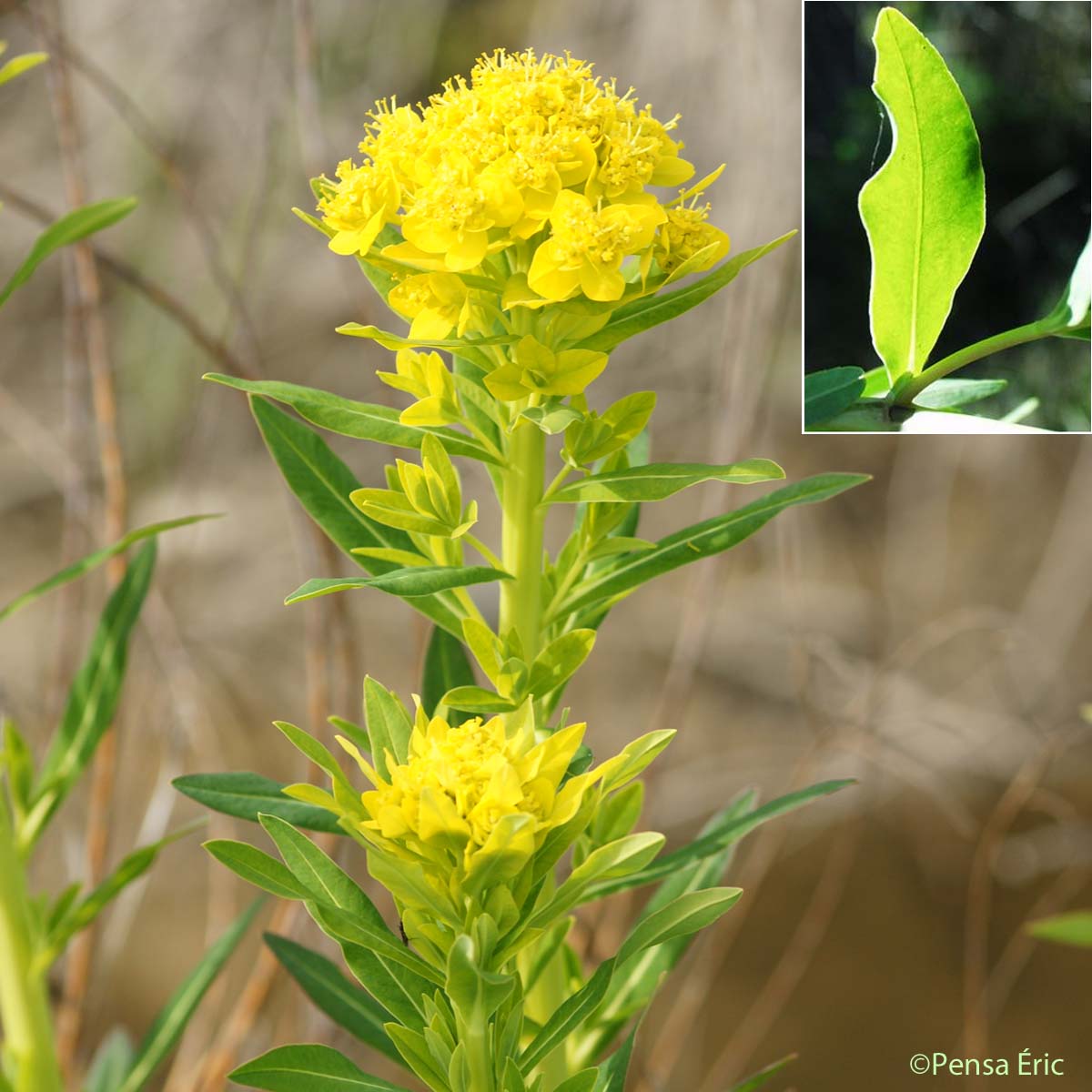 Euphorbe des marais - Euphorbia palustris