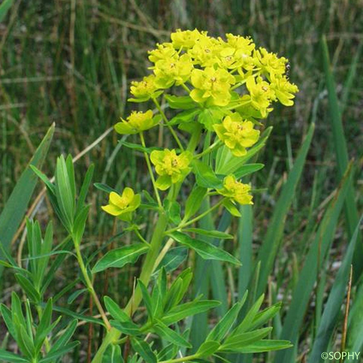 Euphorbe des marais - Euphorbia palustris