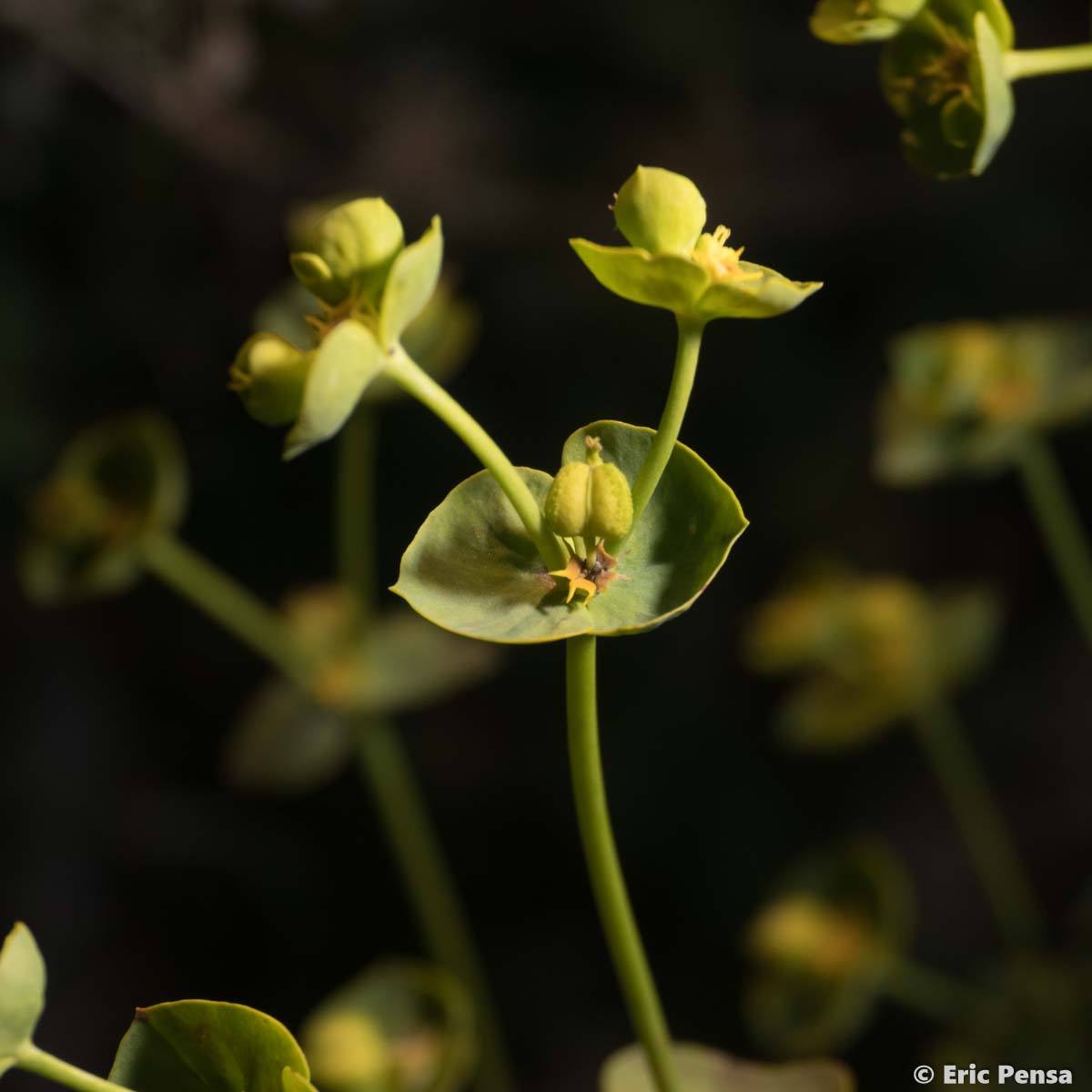 Euphorbe des moissons - Euphorbia segetalis subsp. segetalis