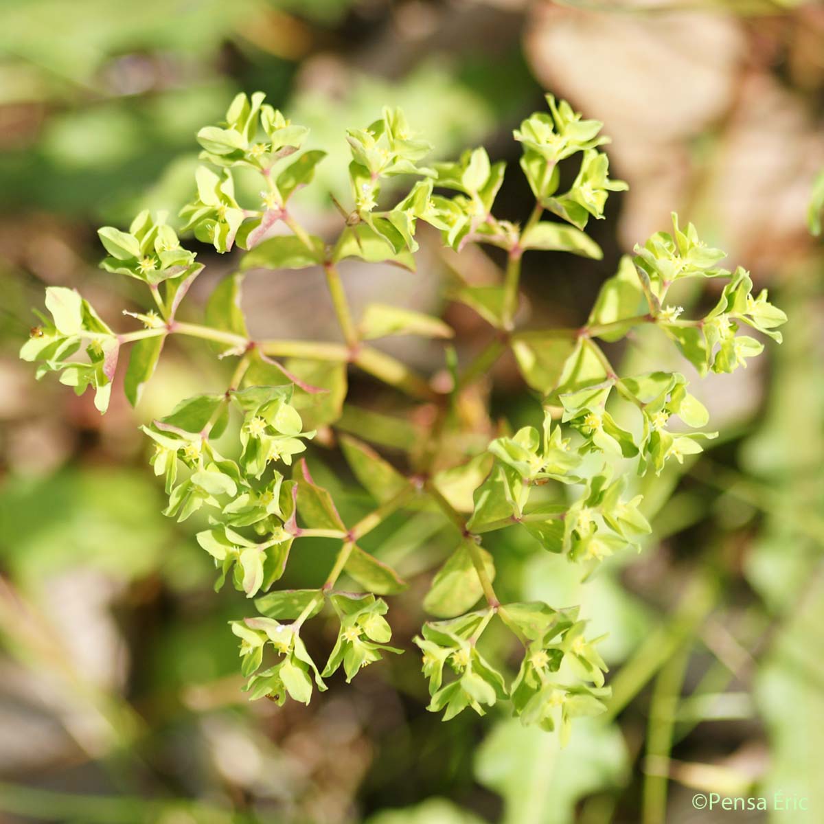 Euphorbe des vignes - Euphorbia peplus