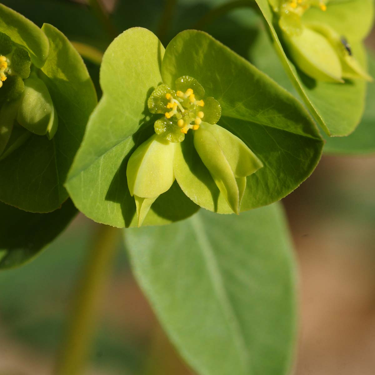 Euphorbe douce - Euphorbia dulcis subsp. purpurata