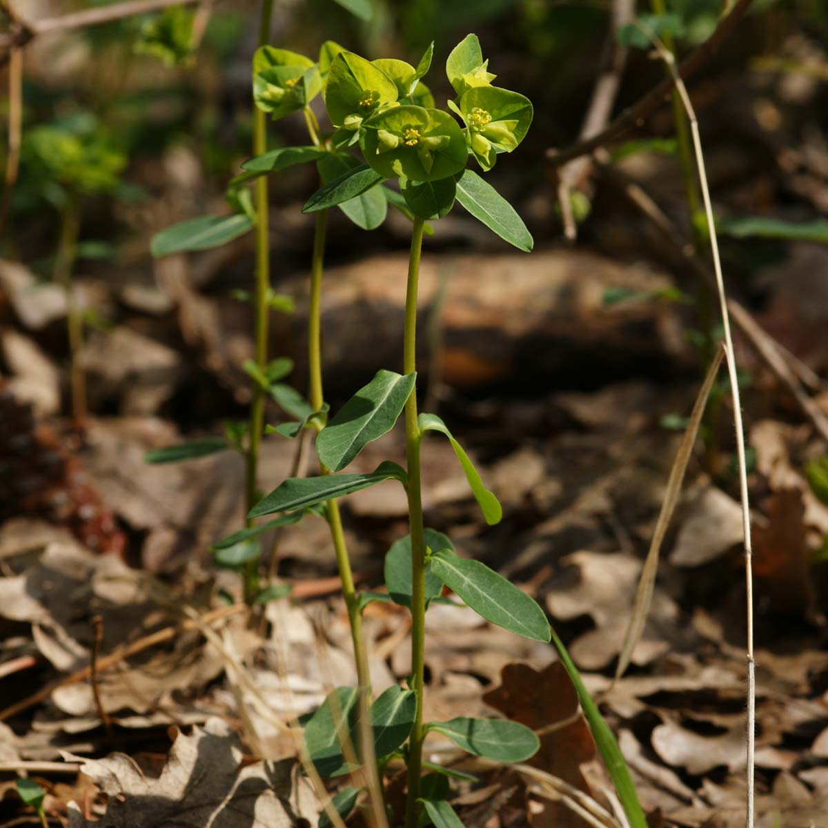 Euphorbe douce - Euphorbia dulcis subsp. purpurata