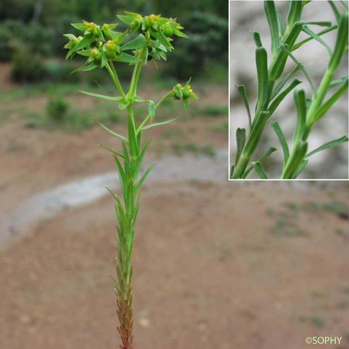 Euphorbe droite - Euphorbia stricta