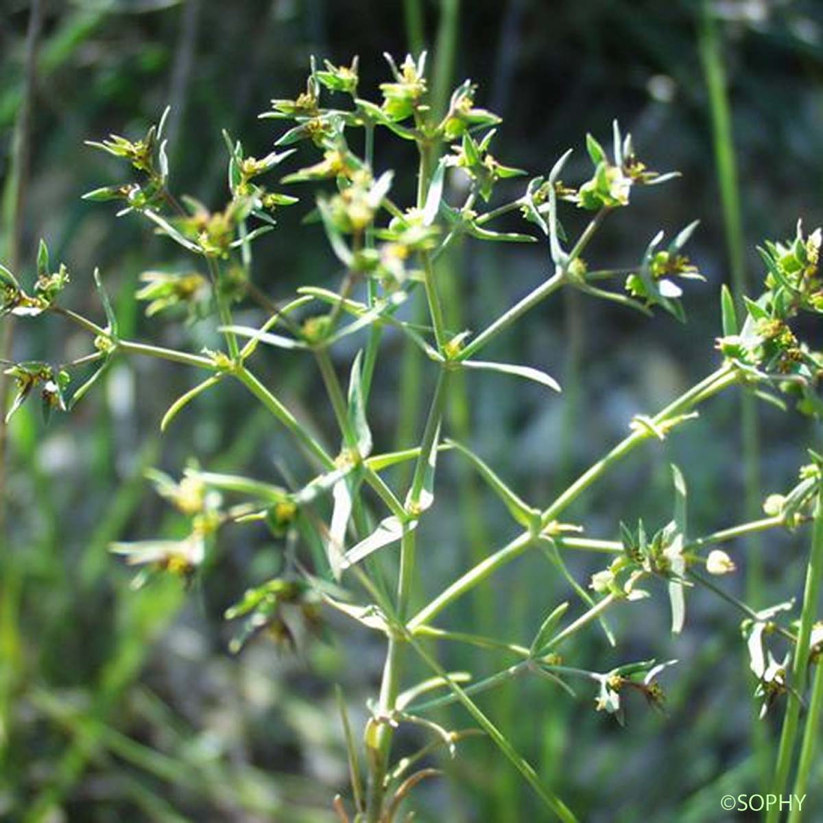 Euphorbe droite - Euphorbia stricta