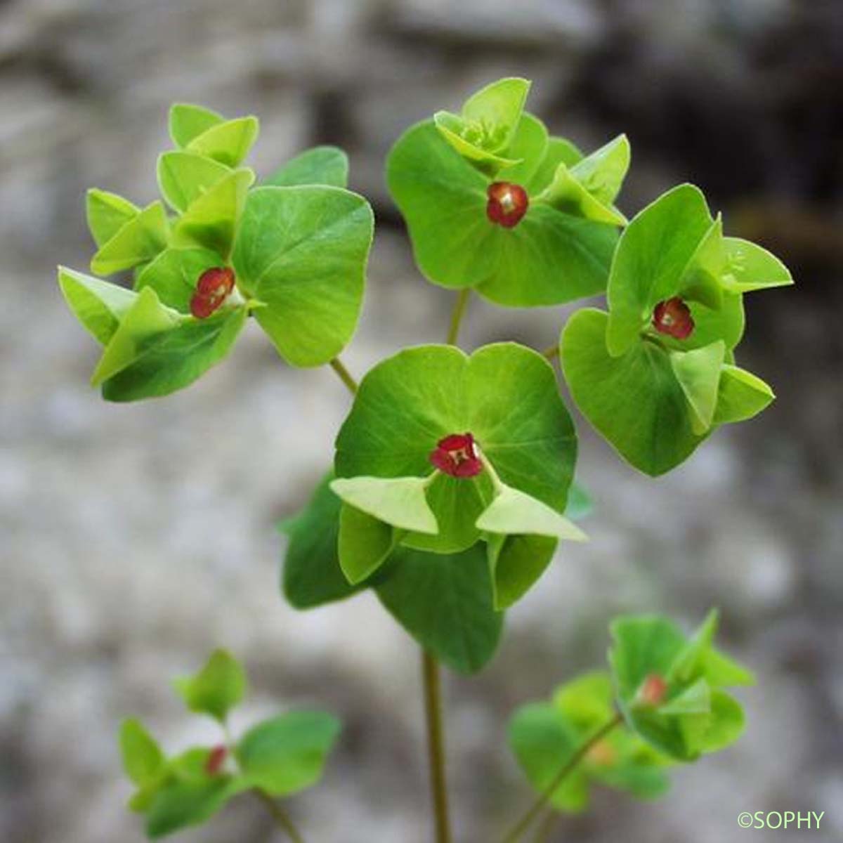 Euphorbe de Canut - Euphorbia canutii