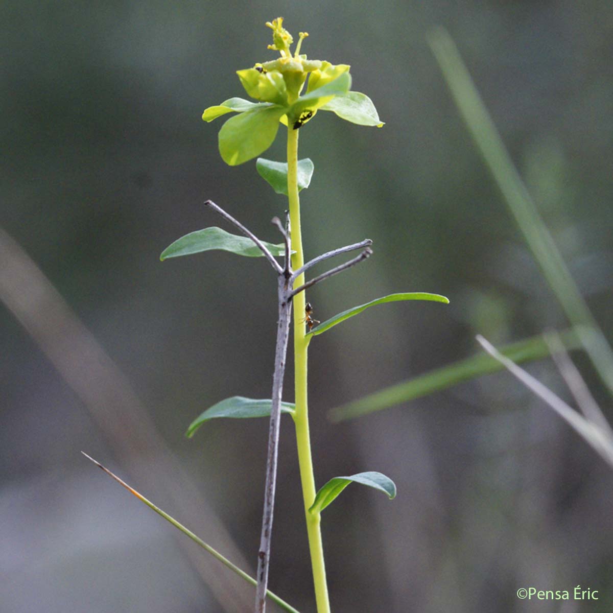Euphorbe épineuse - Euphorbia spinosa